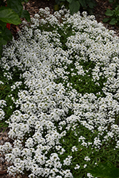 Stream White Sweet Alyssum (Lobularia maritima 'Stream White') at Wolf's Blooms & Berries