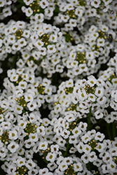 Stream White Sweet Alyssum (Lobularia maritima 'Stream White') at Wolf's Blooms & Berries