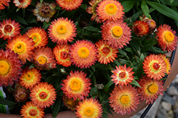 Cottage Bronze Strawflower (Bracteantha 'Wesbracobron') at Wolf's Blooms & Berries