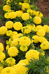Marvel Yellow Marigold (Tagetes erecta 'PAS1167') at Wolf's Blooms & Berries