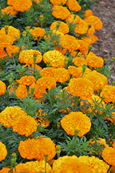 Inca II Orange Marigold (Tagetes erecta 'Inca II Orange') at Wolf's Blooms & Berries