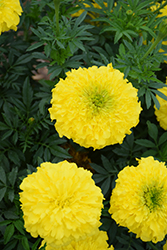 Inca II Yellow Marigold (Tagetes erecta 'Inca II Yellow') at Wolf's Blooms & Berries