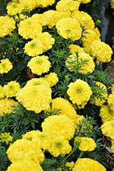 Inca II Yellow Marigold (Tagetes erecta 'Inca II Yellow') at Wolf's Blooms & Berries