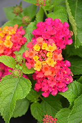 Bandana Cherry Sunrise Lantana (Lantana camara 'Bante Cheriasun') at Wolf's Blooms & Berries