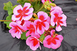 Calliope Large Rose Mega Splash Geranium (Pelargonium 'Calliope Large Rose Mega Splash') at Wolf's Blooms & Berries