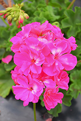 Calliope Large Hot Pink Geranium (Pelargonium 'Calliope Large Hot Pink') at Wolf's Blooms & Berries