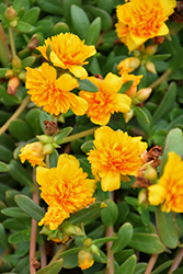 ColorBlast Double Yellow Portulaca (Portulaca 'LAZPRT1502') at Wolf's Blooms & Berries
