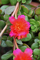 ColorBlast Double Magenta Portulaca (Portulaca 'LAZPRT1508') at Wolf's Blooms & Berries