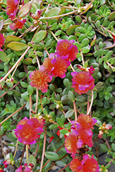 ColorBlast Double Magenta Portulaca (Portulaca 'LAZPRT1508') at Wolf's Blooms & Berries