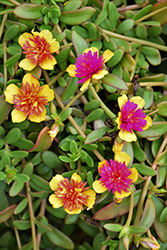 ColorBlast Double Guava Portulaca (Portulaca 'Wespocobldogu') at Wolf's Blooms & Berries