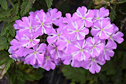 Lanai Lavender Star Verbena (Verbena 'Lanai Lavender Star') at Wolf's Blooms & Berries