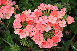 Lanai Peach Verbena (Verbena 'Lanai Peach') at Wolf's Blooms & Berries