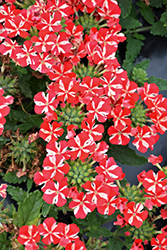Voodoo Red Star Verbena (Verbena 'Voodoo Red Star') at Wolf's Blooms & Berries