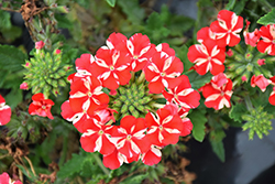 Voodoo Red Star Verbena (Verbena 'Voodoo Red Star') at Wolf's Blooms & Berries