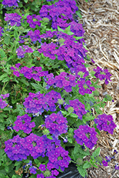 Empress Sun Violet Verbena (Verbena 'Empress Sun Violet') at Wolf's Blooms & Berries