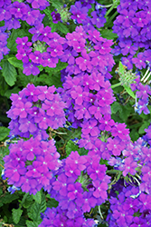 Empress Sun Violet Verbena (Verbena 'Empress Sun Violet') at Wolf's Blooms & Berries