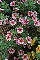 Aloha Volcano Sunset Calibrachoa (Calibrachoa 'Aloha Volcano Sunset') at Wolf's Blooms & Berries