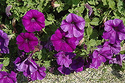 Surfinia Giant Blue Petunia (Petunia 'Surfinia Giant Blue') at Wolf's Blooms & Berries