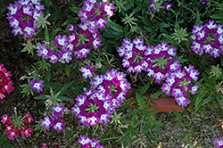 Lanai Twister Purple Verbena (Verbena 'Lanai Twister Purple') at Wolf's Blooms & Berries
