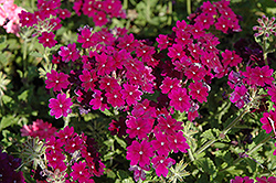 Lanai Deep Purple Verbena (Verbena 'Lanai Deep Purple') at Wolf's Blooms & Berries