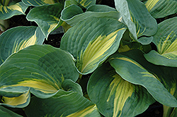 Thunderbolt Hosta (Hosta 'Thunderbolt') at Wolf's Blooms & Berries