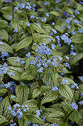 Silver Heart Bugloss (Brunnera macrophylla 'Silver Heart') at Wolf's Blooms & Berries