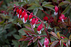 Valentine Bleeding Heart (Dicentra spectabilis 'Hordival') at Wolf's Blooms & Berries