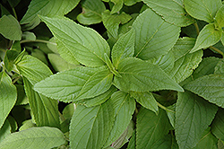 Pineapple Sage (Salvia elegans) at Wolf's Blooms & Berries