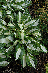 Vulcan Hosta (Hosta 'Vulcan') at Wolf's Blooms & Berries
