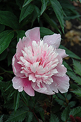 Raspberry Sundae Peony (Paeonia 'Raspberry Sundae') at Wolf's Blooms & Berries