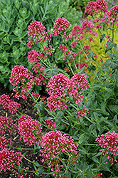 Red Valerian (Centranthus ruber var. coccineus) at Wolf's Blooms & Berries