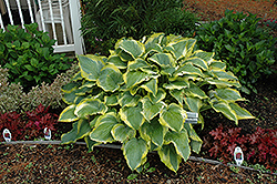 Shadowland Seducer Hosta (Hosta 'Seducer') at Wolf's Blooms & Berries