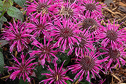 Balmy Purple Beebalm (Monarda didyma 'Balbalmurp') at Wolf's Blooms & Berries