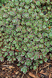 Lime Zinger Stonecrop (Sedum 'Lime Zinger') at Wolf's Blooms & Berries