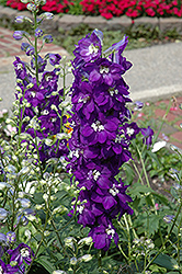 Purple Passion Larkspur (Delphinium 'Purple Passion') at Wolf's Blooms & Berries