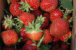 Allstar Strawberry (Fragaria 'Allstar') at Wolf's Blooms & Berries