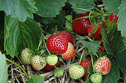 Earliglow Strawberry (Fragaria 'Earliglow') at Wolf's Blooms & Berries