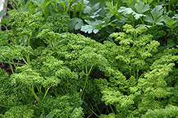 Curly Parsley (Petroselinum crispum 'var. crispum') at Wolf's Blooms & Berries