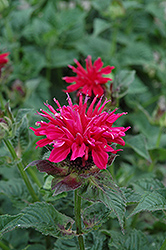 Fireball Beebalm (Monarda didyma 'Fireball') at Wolf's Blooms & Berries