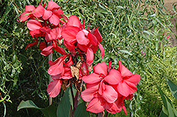 Cannova Rose Canna (Canna 'Cannova Rose') at Wolf's Blooms & Berries