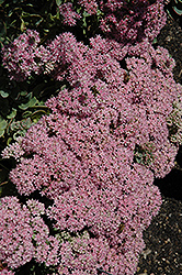 Lime Zinger Stonecrop (Sedum 'Lime Zinger') at Wolf's Blooms & Berries