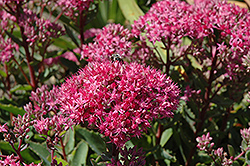 Carl Stonecrop (Sedum 'Carl') at Wolf's Blooms & Berries