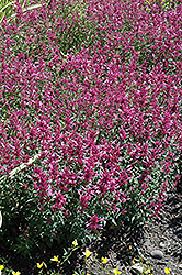 Rosie Posie Hyssop (Agastache 'Rosie Posie') at Wolf's Blooms & Berries