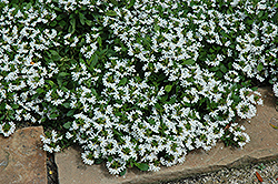 Bondi White Fan Flower (Scaevola aemula 'Bondi White') at Wolf's Blooms & Berries