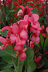 Cannova Rose Canna (Canna 'Cannova Rose') at Wolf's Blooms & Berries
