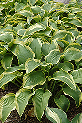 Atlantis Hosta (Hosta 'Atlantis') at Wolf's Blooms & Berries