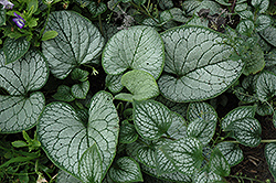 Sea Heart Bugloss (Brunnera macrophylla 'Sea Heart') at Wolf's Blooms & Berries