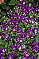 Halo Violet Pansy (Viola cornuta 'Halo Violet') at Wolf's Blooms & Berries