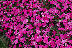 SunPatiens Compact Lilac New Guinea Impatiens (Impatiens 'SakimP063') at Wolf's Blooms & Berries