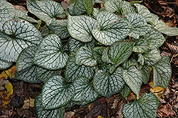 Jack Frost Bugloss (Brunnera macrophylla 'Jack Frost') at Wolf's Blooms & Berries